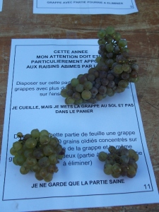 grape picking instructions (in French)